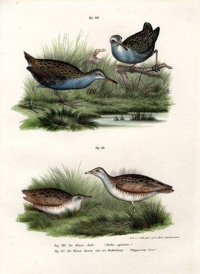 Water Rail by German School